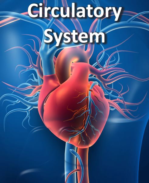 Circulatory System – Gamesley Primary School